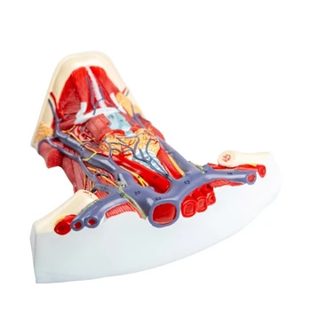 Модел анатомия на маточната мускулатура на човека за изследване на заболявания, модел анатомия на мускулите на шията на човека, Медицински учебни помагала